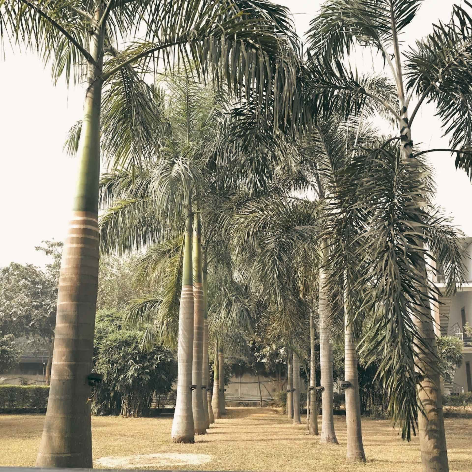 Palm Garden - 6 gallery image